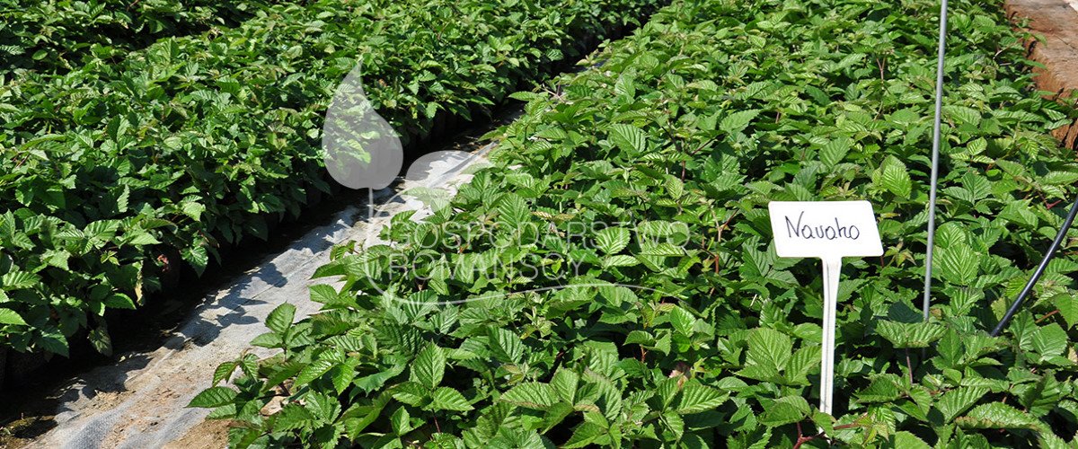 Highbush көкжидек Жеуге жарамды ырғай Тікенегі жоқ қаражидек Actinidia kolomikta Ірі жемісті мүкжидек, көшеттер Польша 02