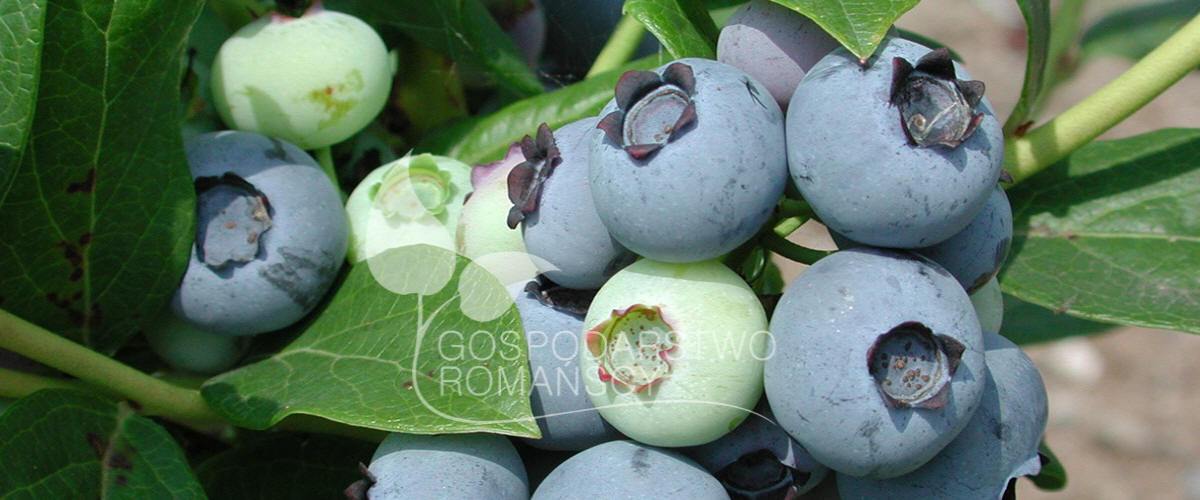Highbush көкжидек Жеуге жарамды ырғай Тікенегі жоқ қаражидек Actinidia kolomikta Ірі жемісті мүкжидек, көшеттер Польша 05